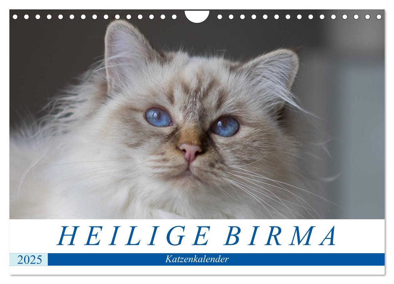 Cover: 9783435758500 | Heilige Birma Katzenkalender (Wandkalender 2025 DIN A4 quer),...