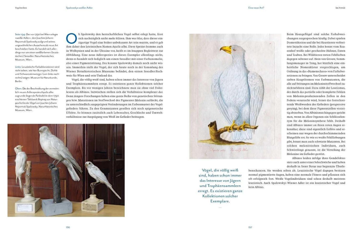 Bild: 9783957284105 | Vogelwelten | Expeditionen ins Museum | Klaus Nigge (u. a.) | Buch