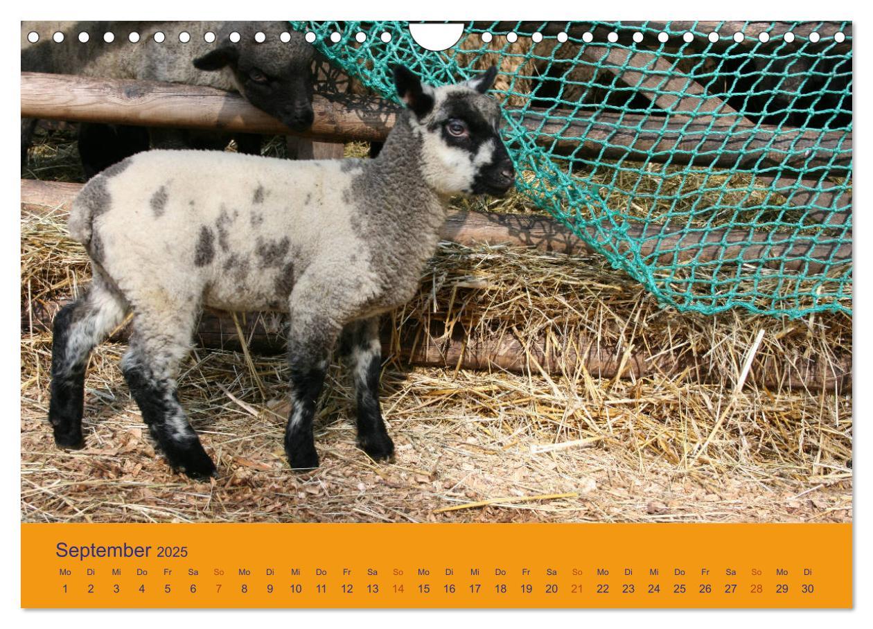 Bild: 9783435249985 | Shropshire Schafe (Wandkalender 2025 DIN A4 quer), CALVENDO...