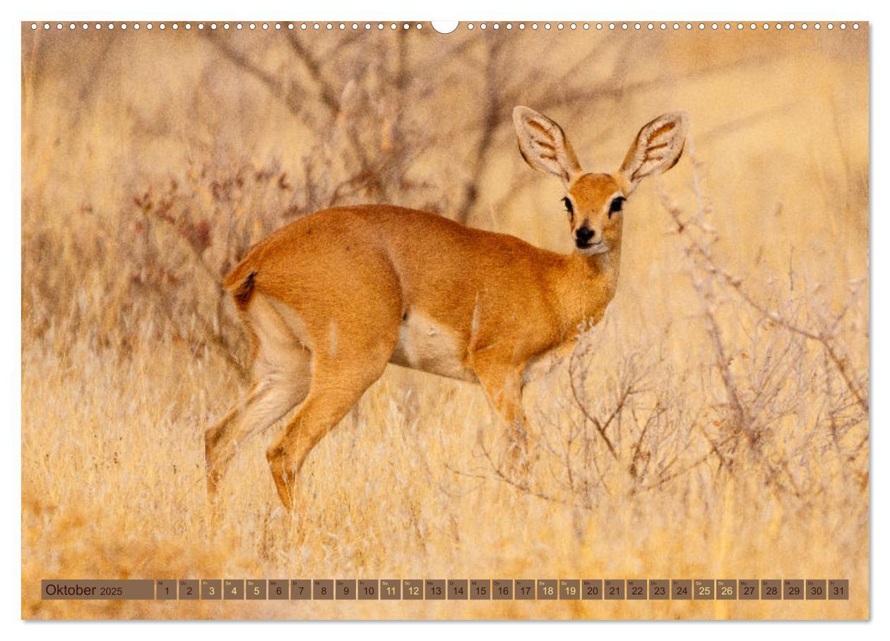 Bild: 9783383862526 | Wildlife Namibia - Etosha und Kalahari (Wandkalender 2025 DIN A2...