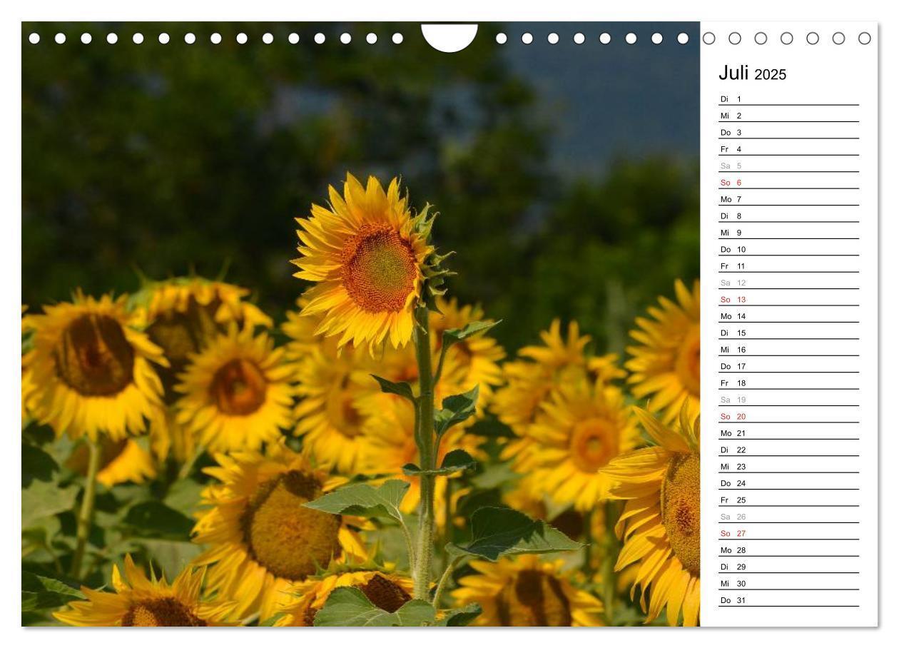 Bild: 9783435477142 | Ein Jahr lang Sonnenblumen (Wandkalender 2025 DIN A4 quer),...