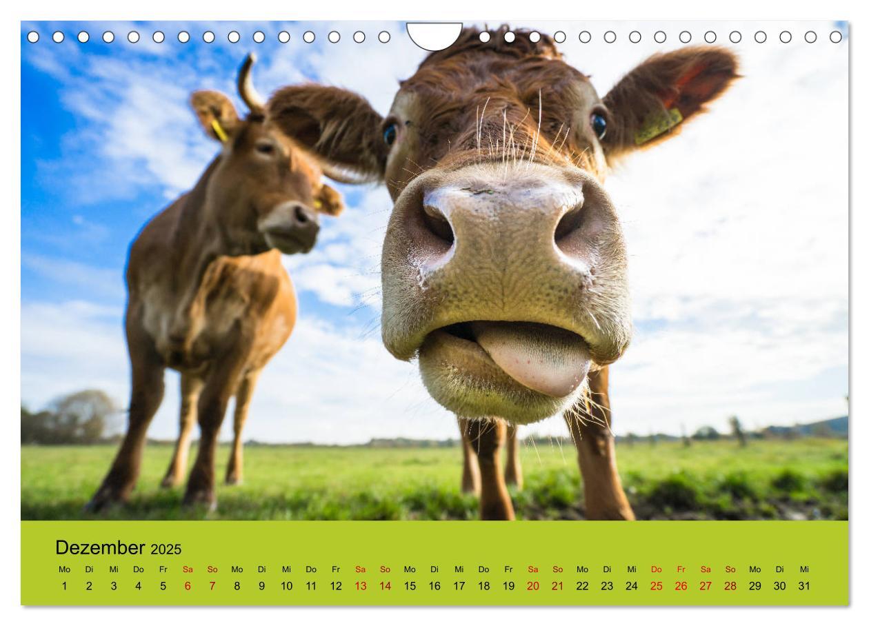 Bild: 9783435391912 | Kuhckst du? (Wandkalender 2025 DIN A4 quer), CALVENDO Monatskalender