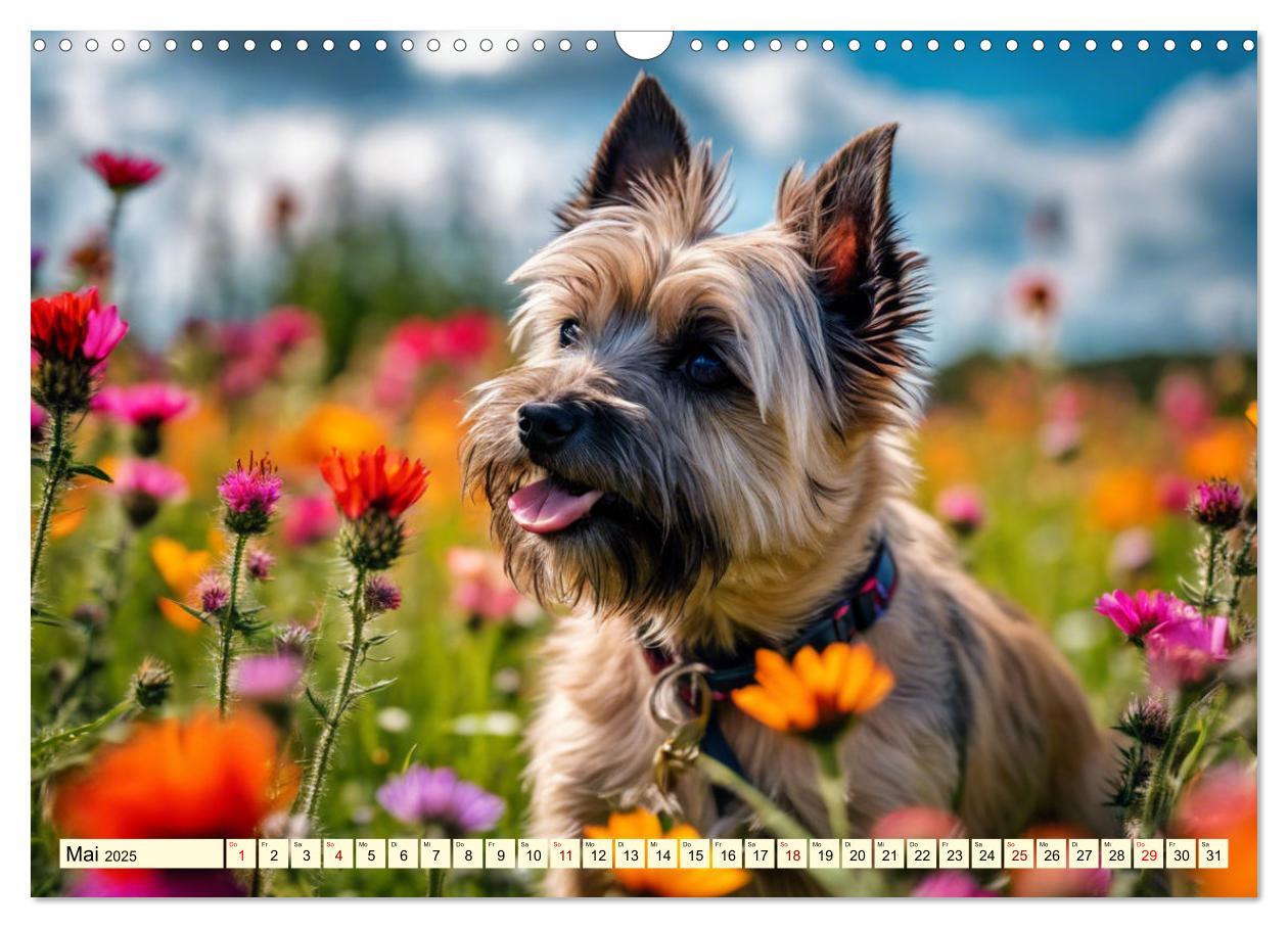 Bild: 9783435419906 | Cairn Terrier - lustiges Raubein aus Schottland (Wandkalender 2025...