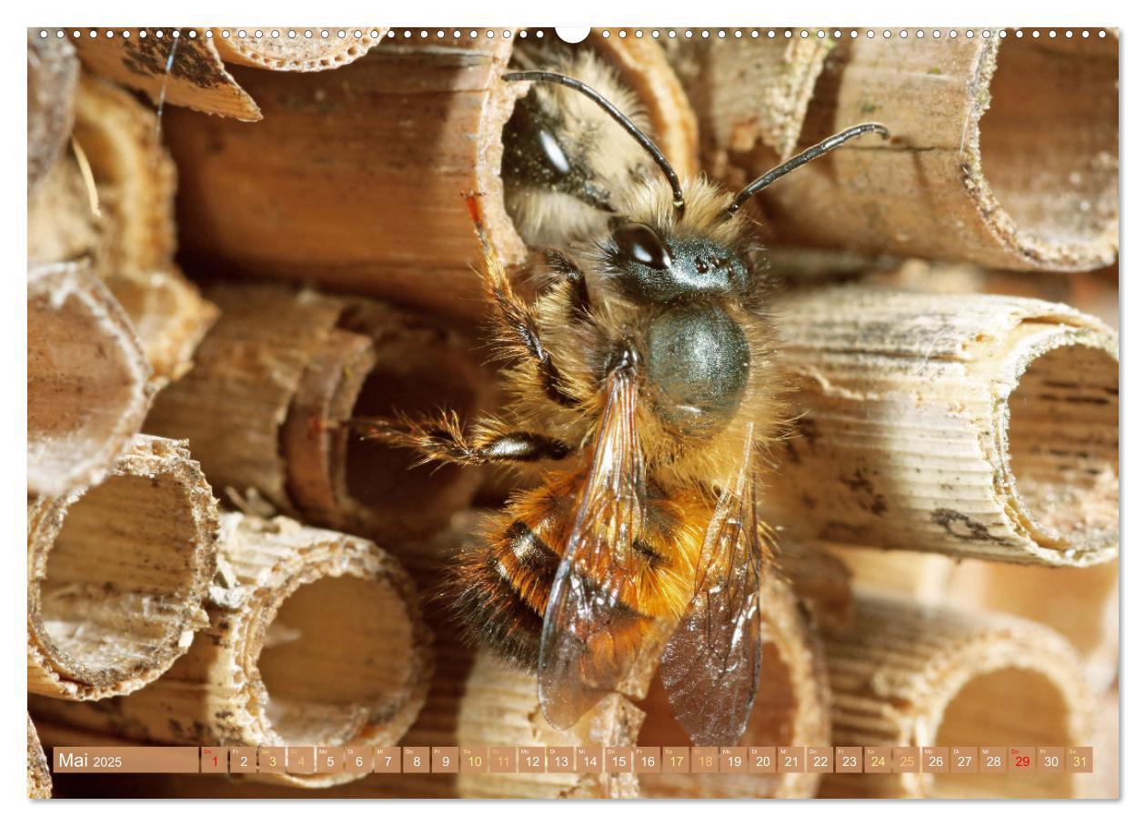 Bild: 9783383886270 | Süßes Gold: Imker, Bienen &amp; Honig (Wandkalender 2025 DIN A2 quer),...