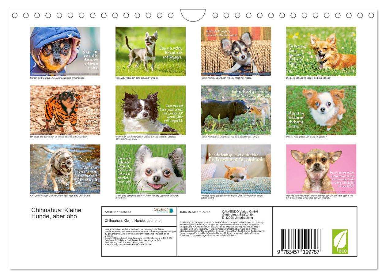 Bild: 9783457199787 | Chihuahua: Kleine Hunde, aber oho (Wandkalender 2025 DIN A4 quer),...