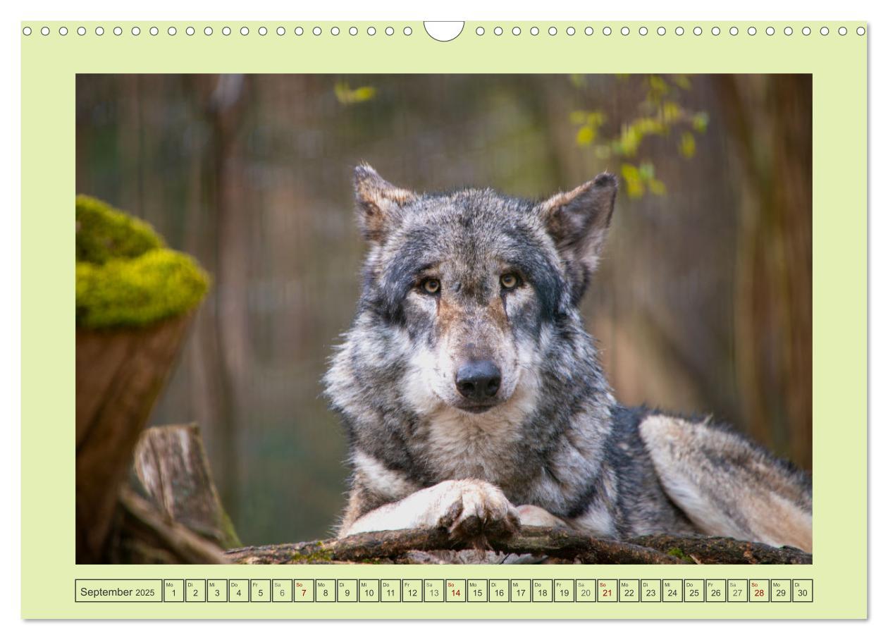 Bild: 9783383972652 | Wolf - wild und schön (Wandkalender 2025 DIN A3 quer), CALVENDO...