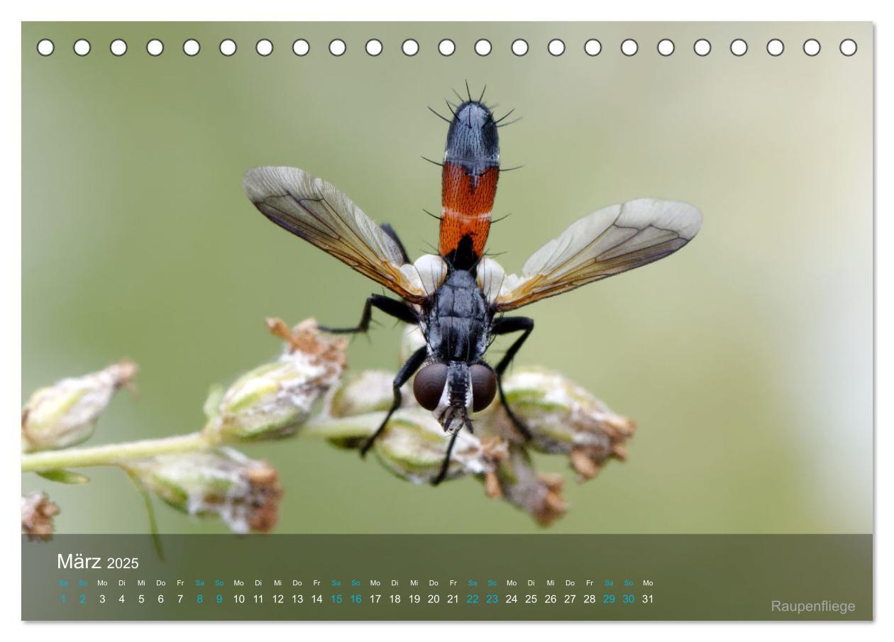 Bild: 9783383987816 | Kleine Kostbarkeiten Insekten (Tischkalender 2025 DIN A5 quer),...