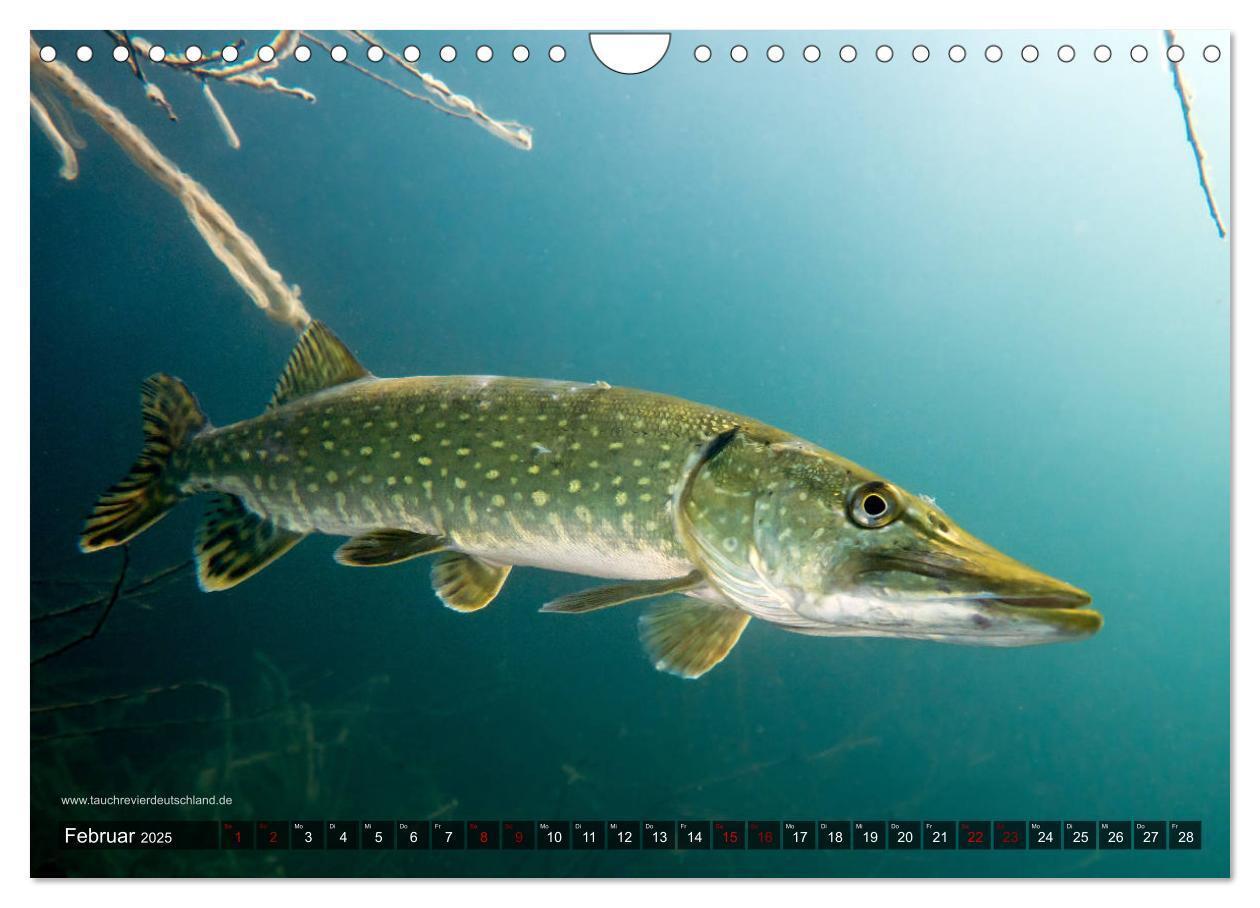 Bild: 9783435426034 | Tauchrevier Deutschland - Der Hecht (Esox lucius) (Wandkalender...