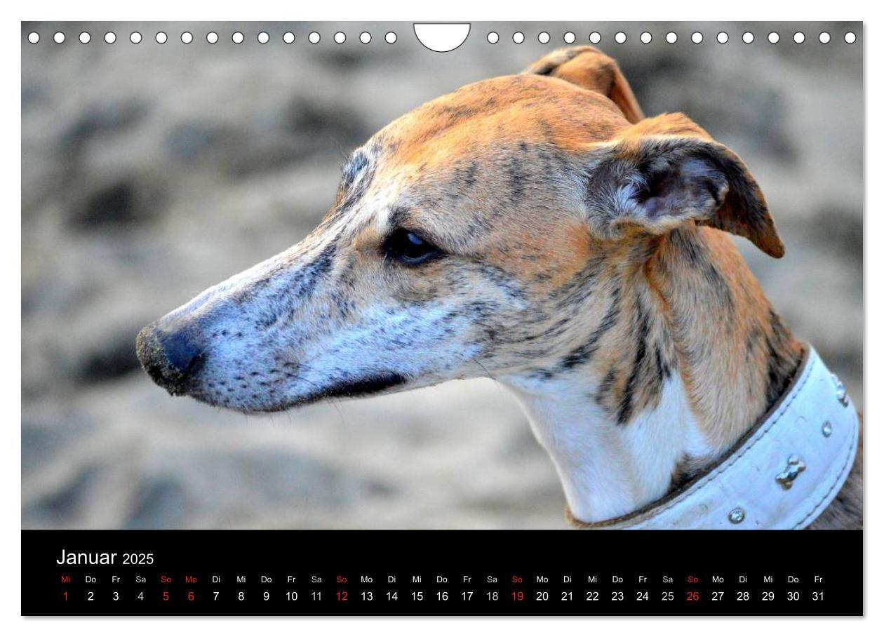 Bild: 9783435651290 | Whippet 2025 (Wandkalender 2025 DIN A4 quer), CALVENDO Monatskalender