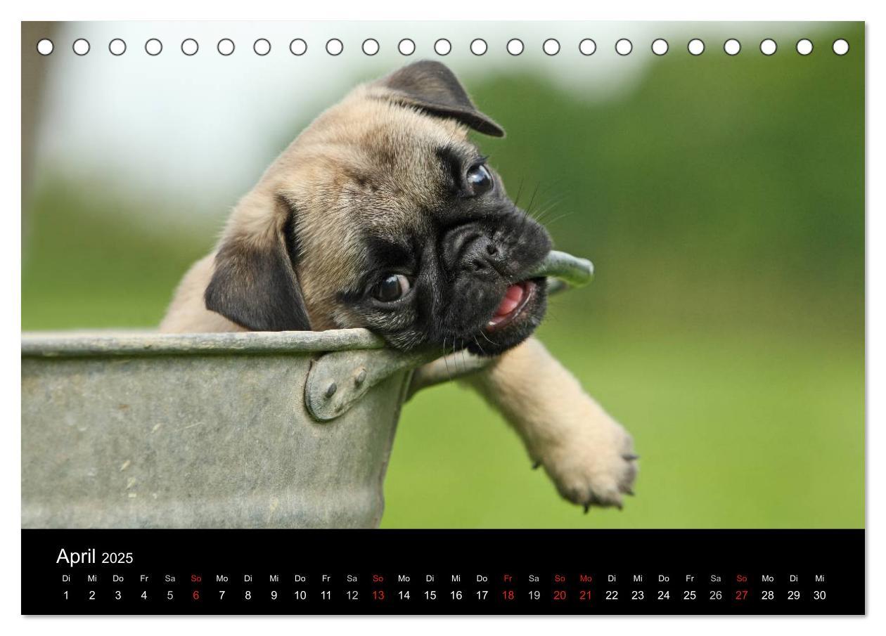 Bild: 9783435768424 | Der MOPS-Kalender (Tischkalender 2025 DIN A5 quer), CALVENDO...