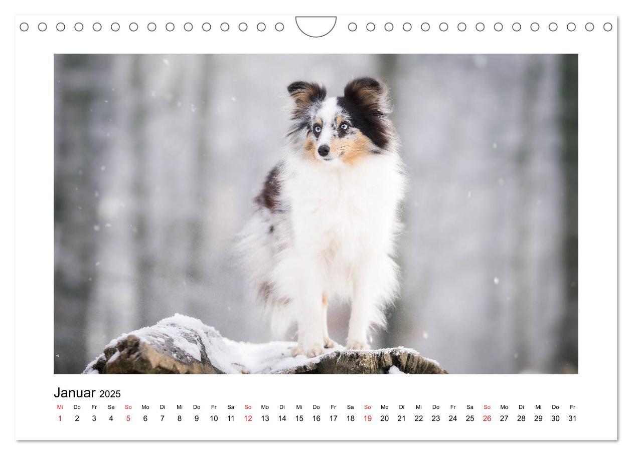 Bild: 9783435308309 | Herzensshelties - Shetland Sheepdogs (Wandkalender 2025 DIN A4...