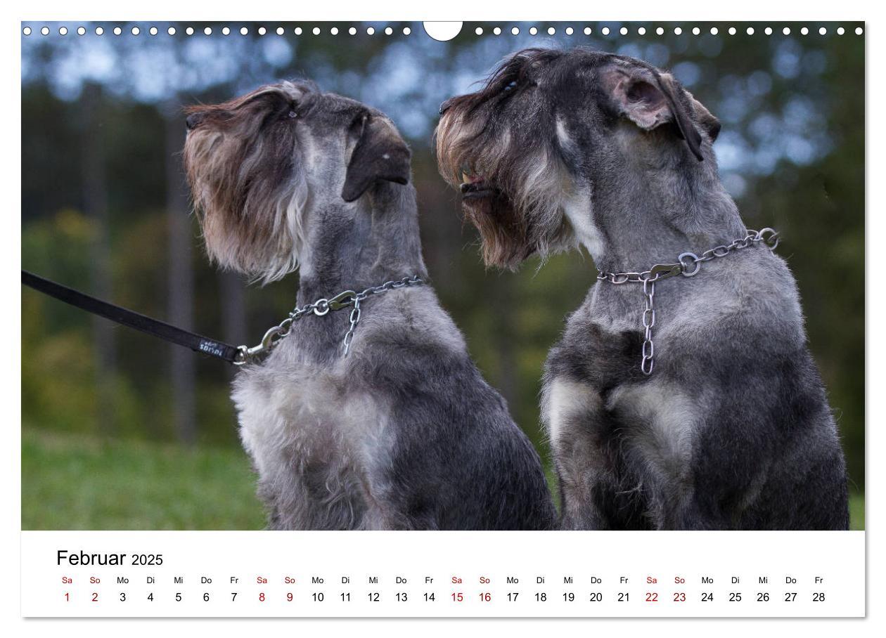 Bild: 9783435424535 | Schnauzer... von Zwergen und Riesen 2025 (Wandkalender 2025 DIN A3...