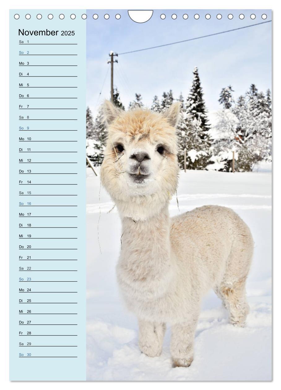 Bild: 9783435990849 | Alpakas zum Knuddeln gerne (Wandkalender 2025 DIN A4 hoch),...