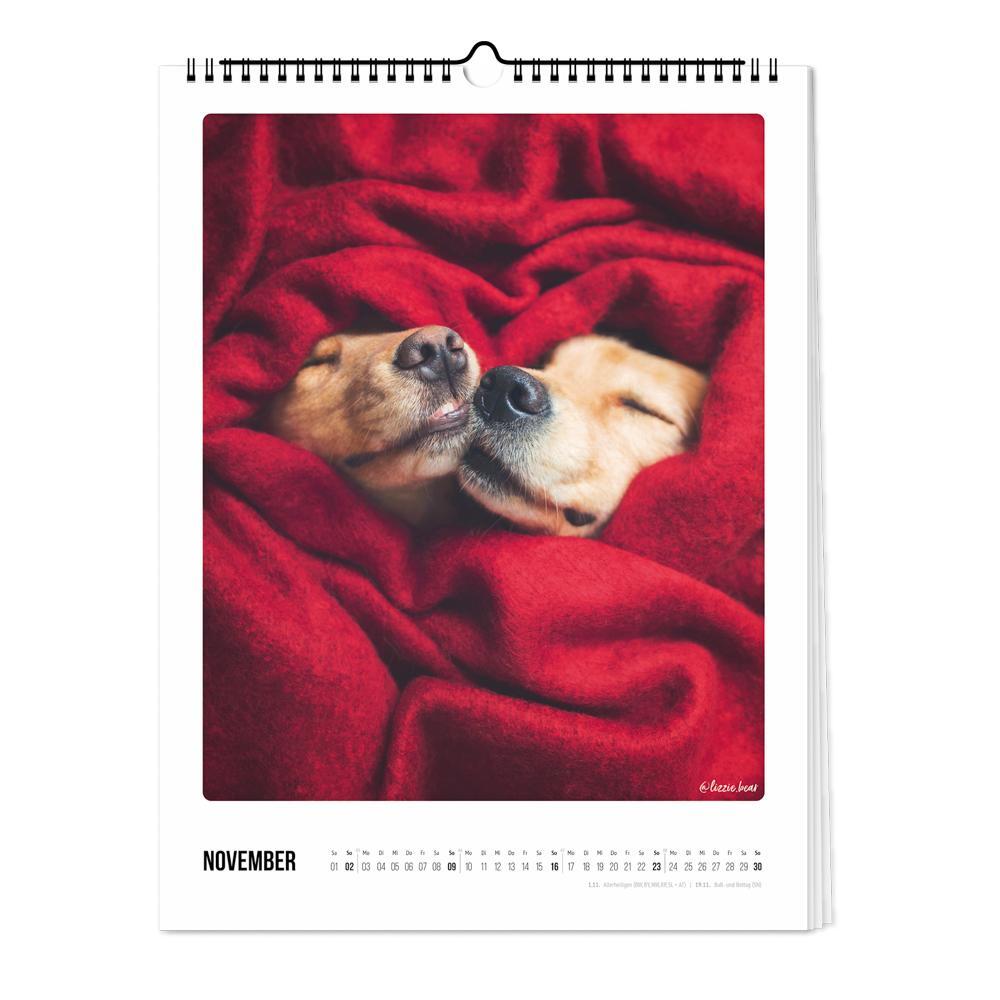 Bild: 4251781179249 | Wandkalender 2025 - Bunter Hund | Pickmotion | Kalender | Deutsch