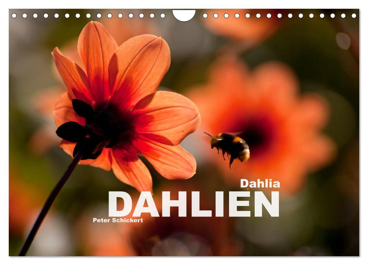 Cover: 9783435664047 | Dahlia - Dahlien (Wandkalender 2025 DIN A4 quer), CALVENDO...