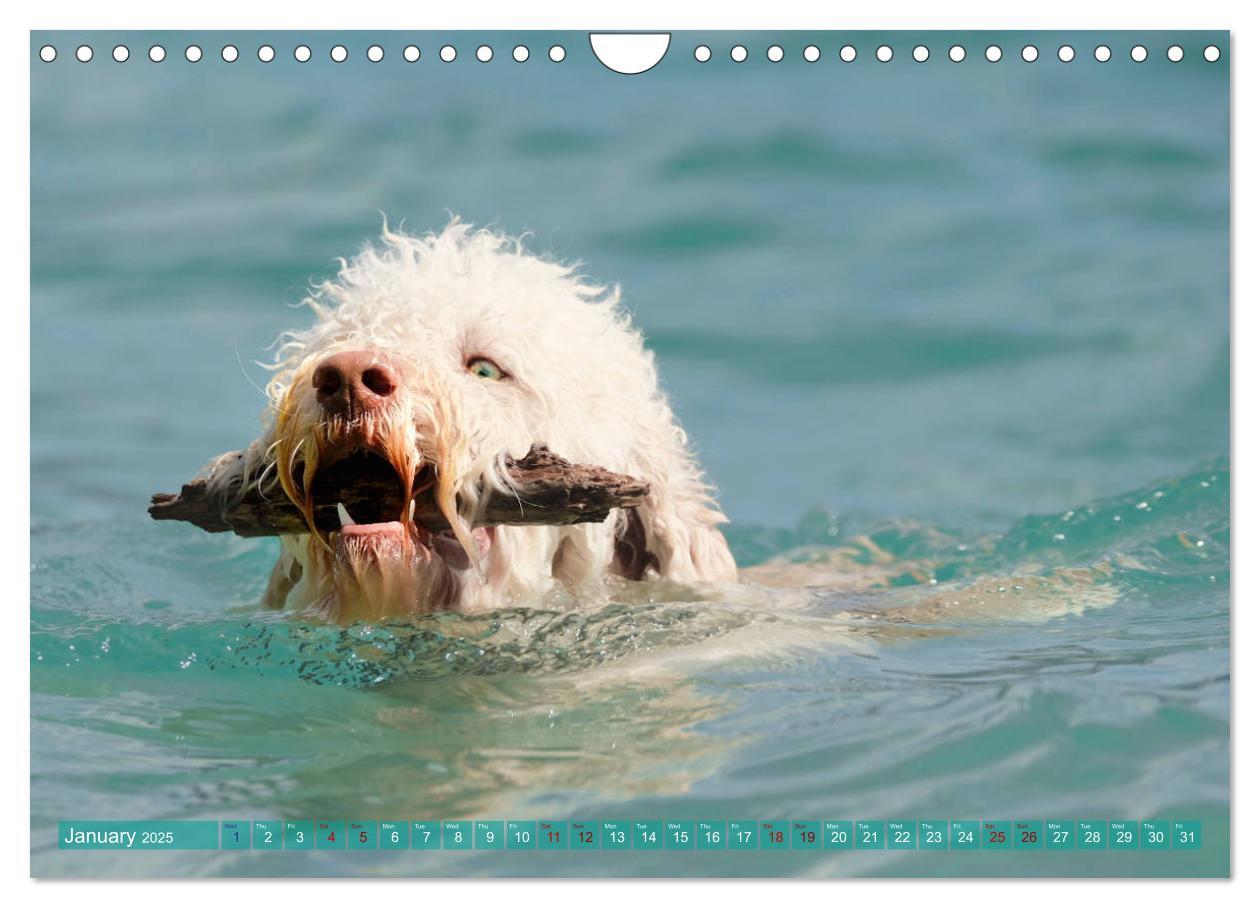 Bild: 9781325940905 | Lagotto Romagnolo Splash Edition (Wall Calendar 2025 DIN A4...