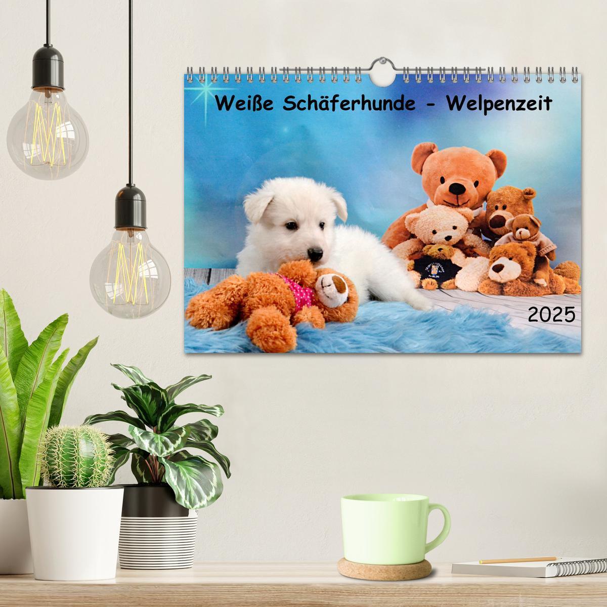 Bild: 9783435034109 | Weiße Schäferhunde - Welpenzeit (Wandkalender 2025 DIN A4 quer),...