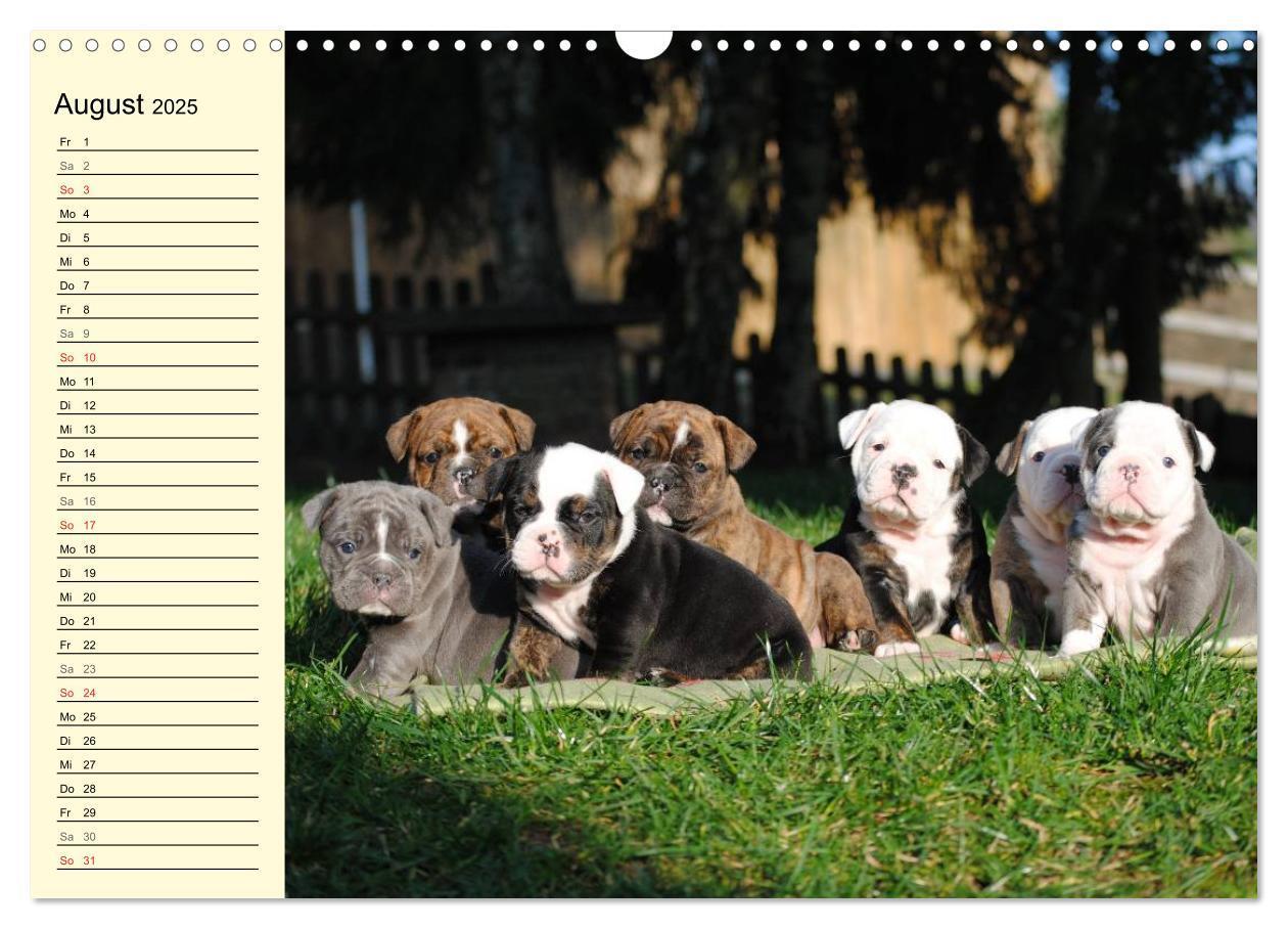 Bild: 9783435534456 | Bulldoggen-Moppelchen (Wandkalender 2025 DIN A3 quer), CALVENDO...