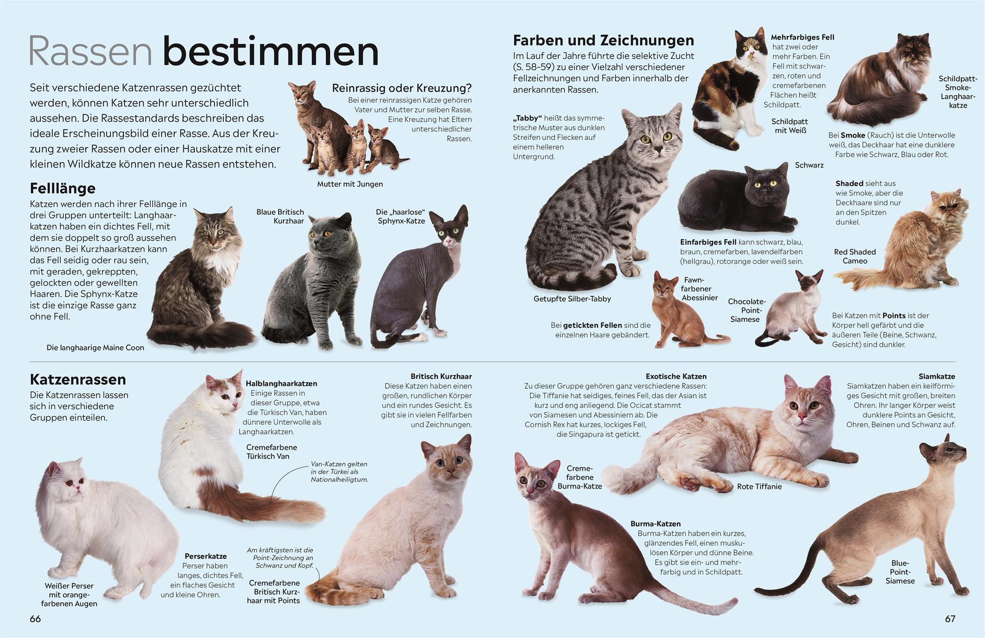 Bild: 9783831049356 | memo Wissen. Katzen | Juliet Clutton-Brock | Buch | 72 S. | Deutsch