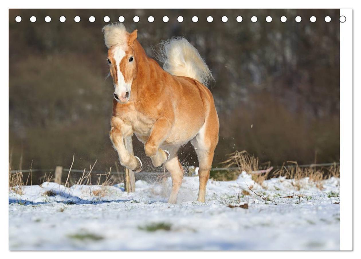 Bild: 9783435723737 | Haflinger / Geburtstagskalender (Tischkalender 2025 DIN A5 quer),...