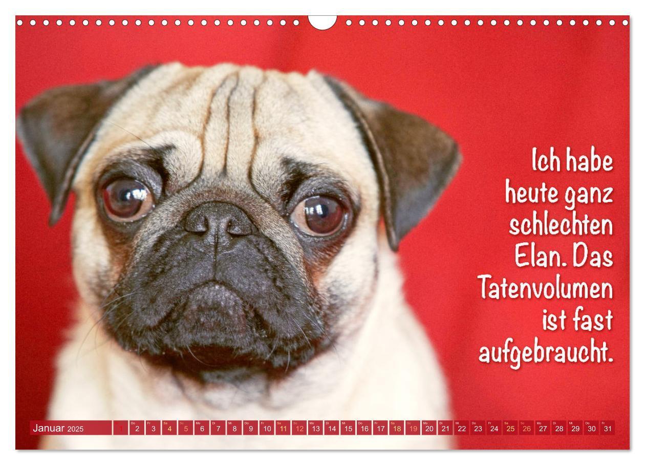 Bild: 9783435070022 | Der Mops: Nicht klein, sondern aufs Wesentliche reduziert. Edition...