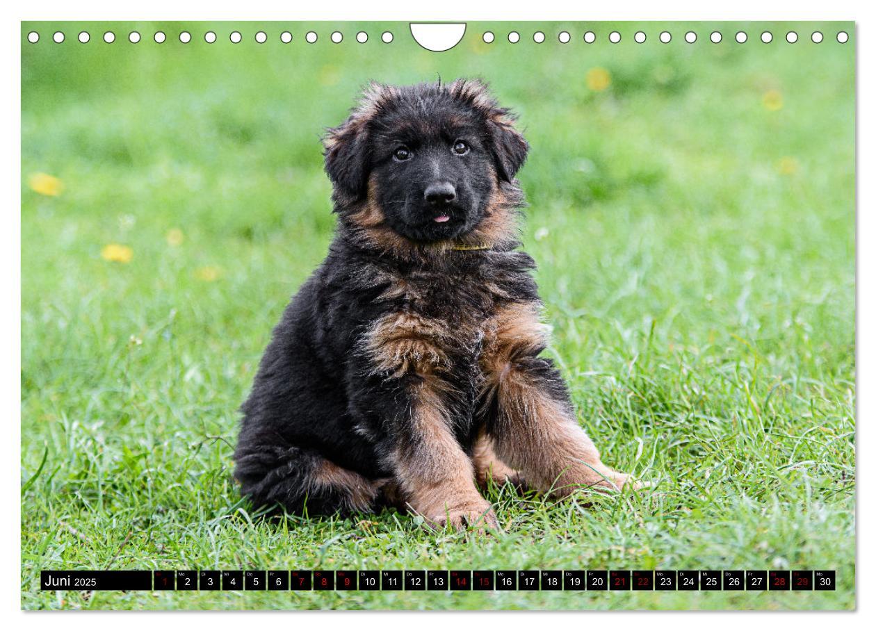 Bild: 9783383860904 | Langstockhaar - Schäferhund - Babys (Wandkalender 2025 DIN A4...