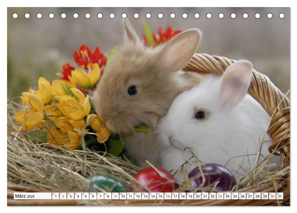 Bild: 9783435736690 | Kaninchen und Hasen (Tischkalender 2025 DIN A5 quer), CALVENDO...