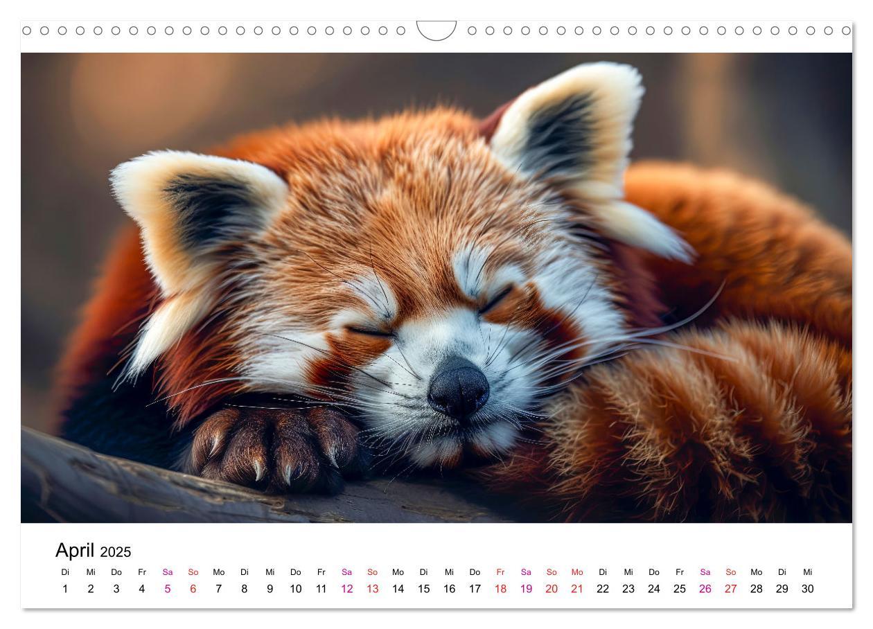 Bild: 9783457137185 | Der Rote Panda (Wandkalender 2025 DIN A3 quer), CALVENDO...