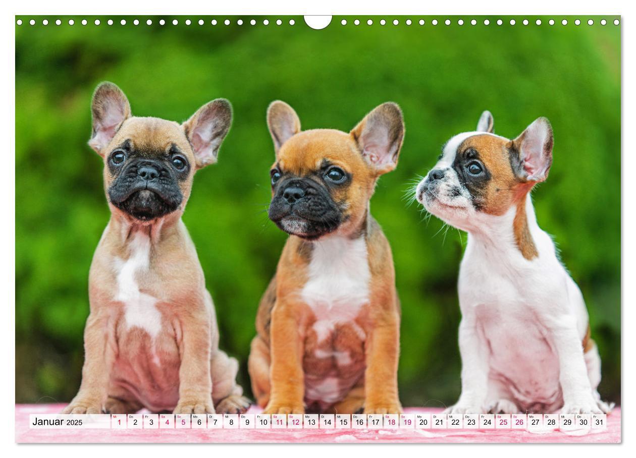 Bild: 9783457178058 | Kleine Helden - Französische Bulldoggen (Wandkalender 2025 DIN A3...