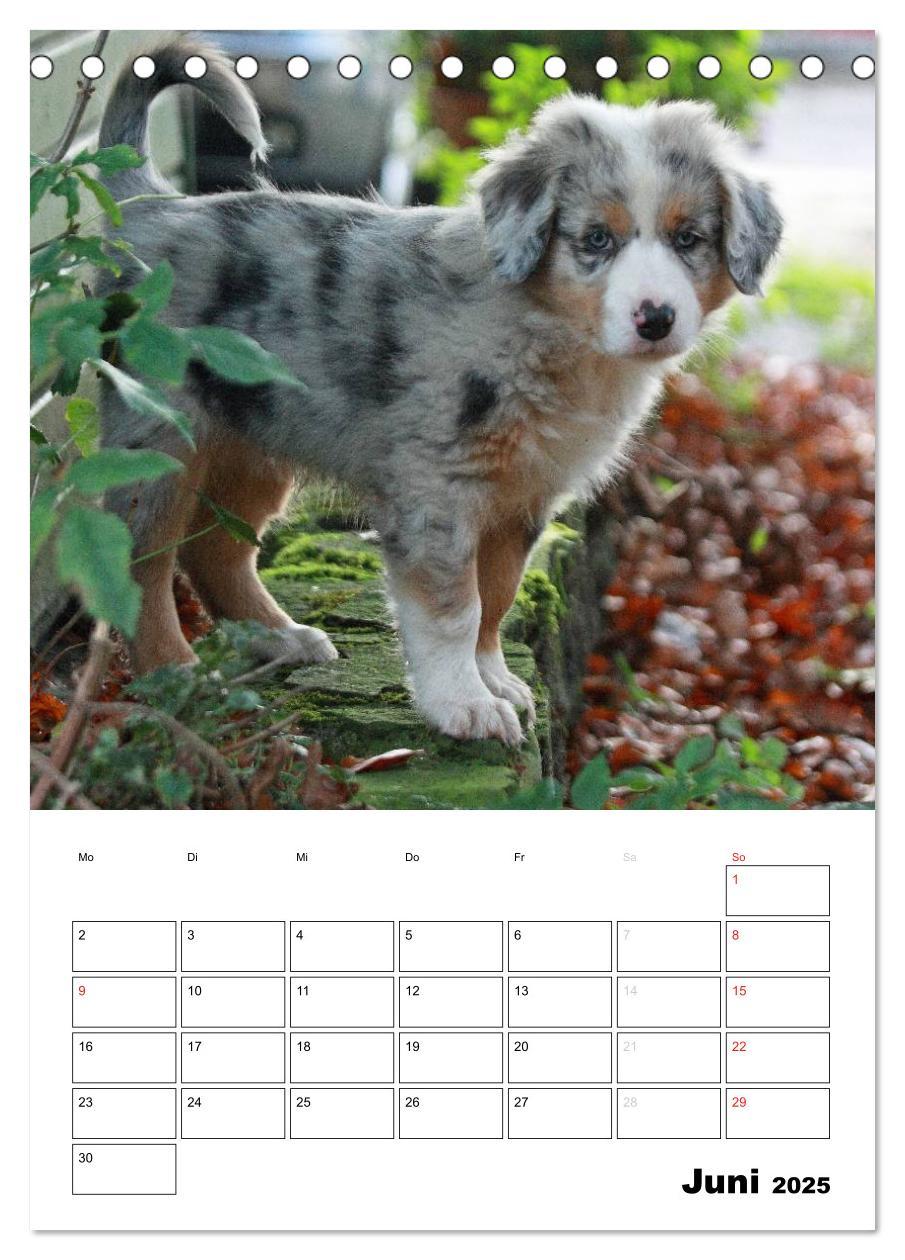 Bild: 9783457079331 | Australian Shepherd (Tischkalender 2025 DIN A5 hoch), CALVENDO...