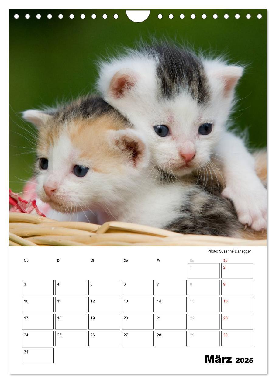 Bild: 9783457086711 | Katzenkinder - Impressionen (Wandkalender 2025 DIN A4 hoch),...