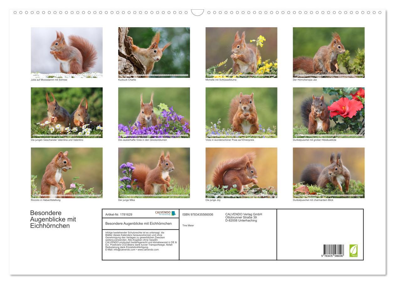 Bild: 9783435566006 | Besondere Augenblicke mit Eichhörnchen (Wandkalender 2025 DIN A2...