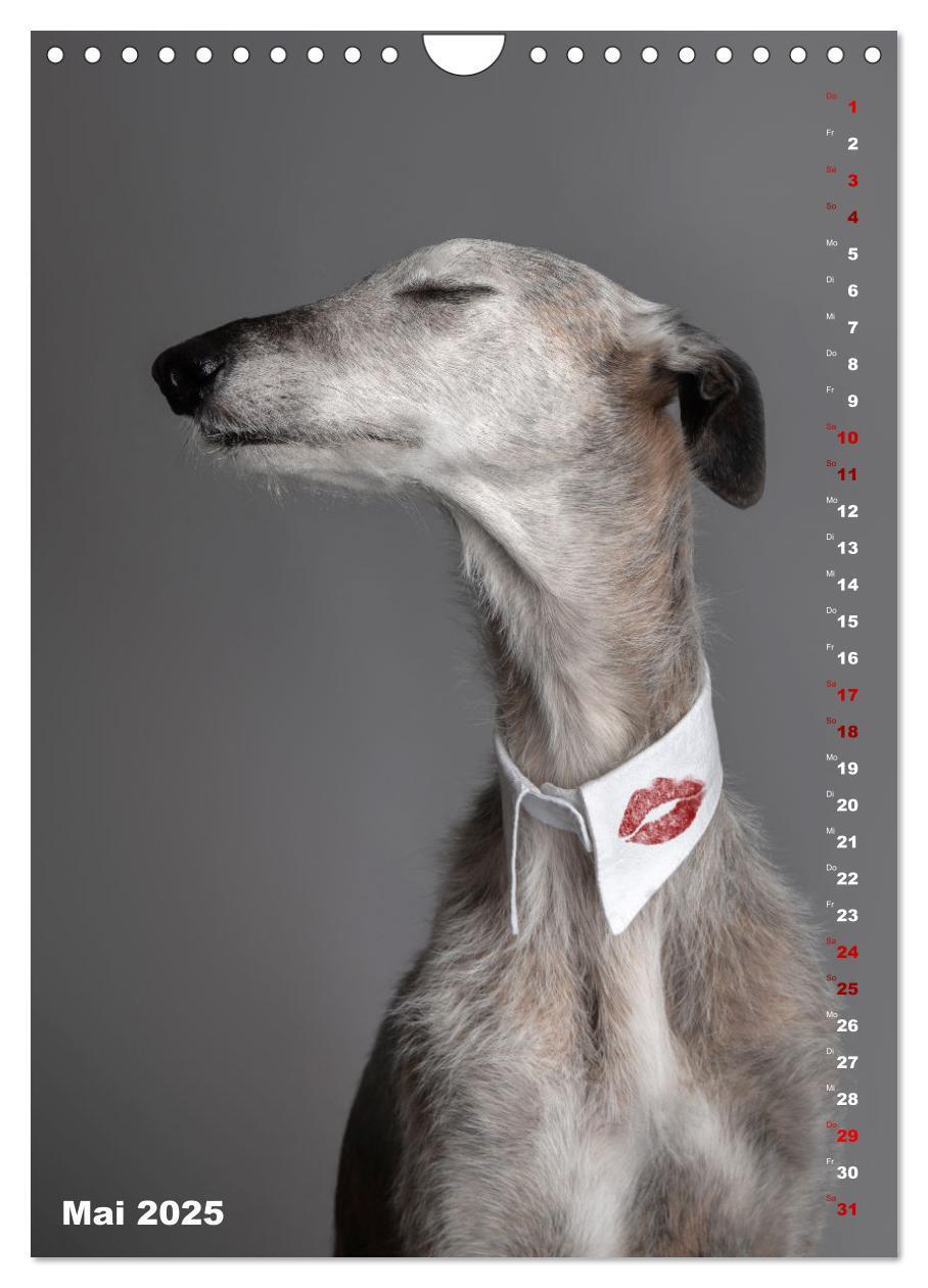 Bild: 9783457230862 | dogmuse deluxe (Wandkalender 2025 DIN A4 hoch), CALVENDO...