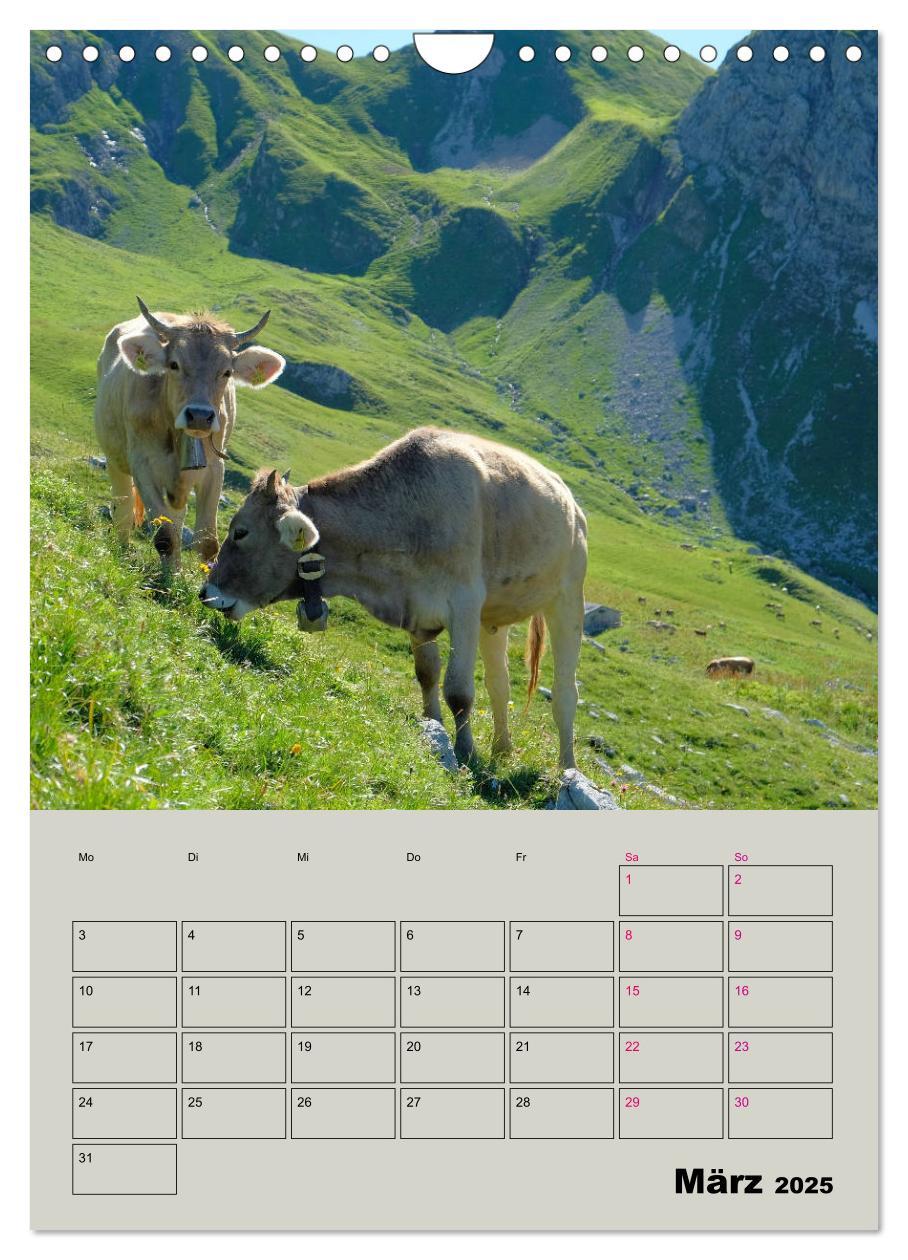 Bild: 9783435970292 | Kuhportraits Hornkühe (Wandkalender 2025 DIN A4 hoch), CALVENDO...