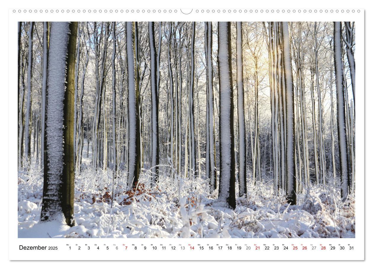 Bild: 9783435079957 | Mein Sehnsuchtsort, der heimische Wald (Wandkalender 2025 DIN A2...