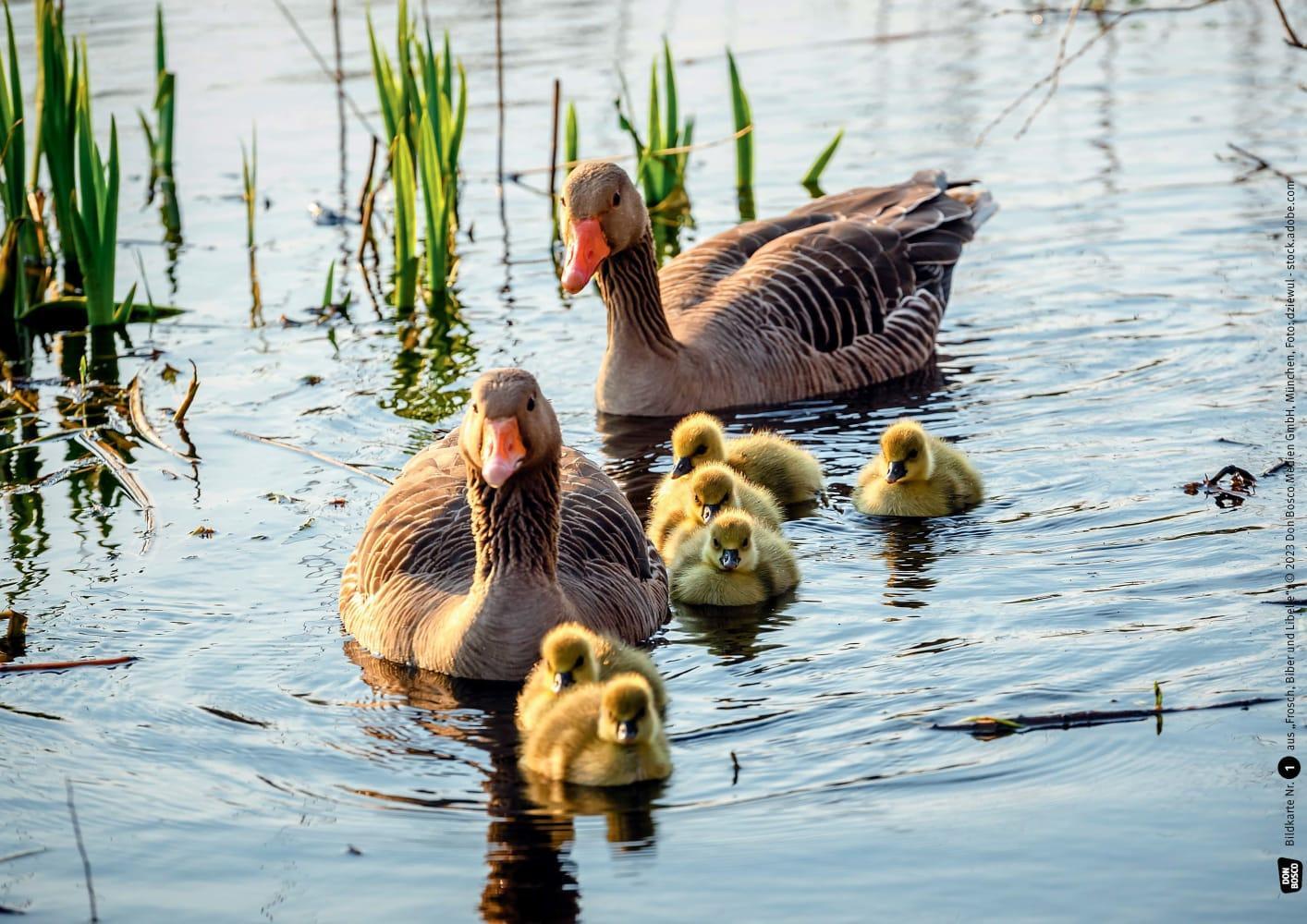 Bild: 4260694920756 | Frosch, Biber und Libelle. Tiere am Wasser. Kamishibai Bildkarten...