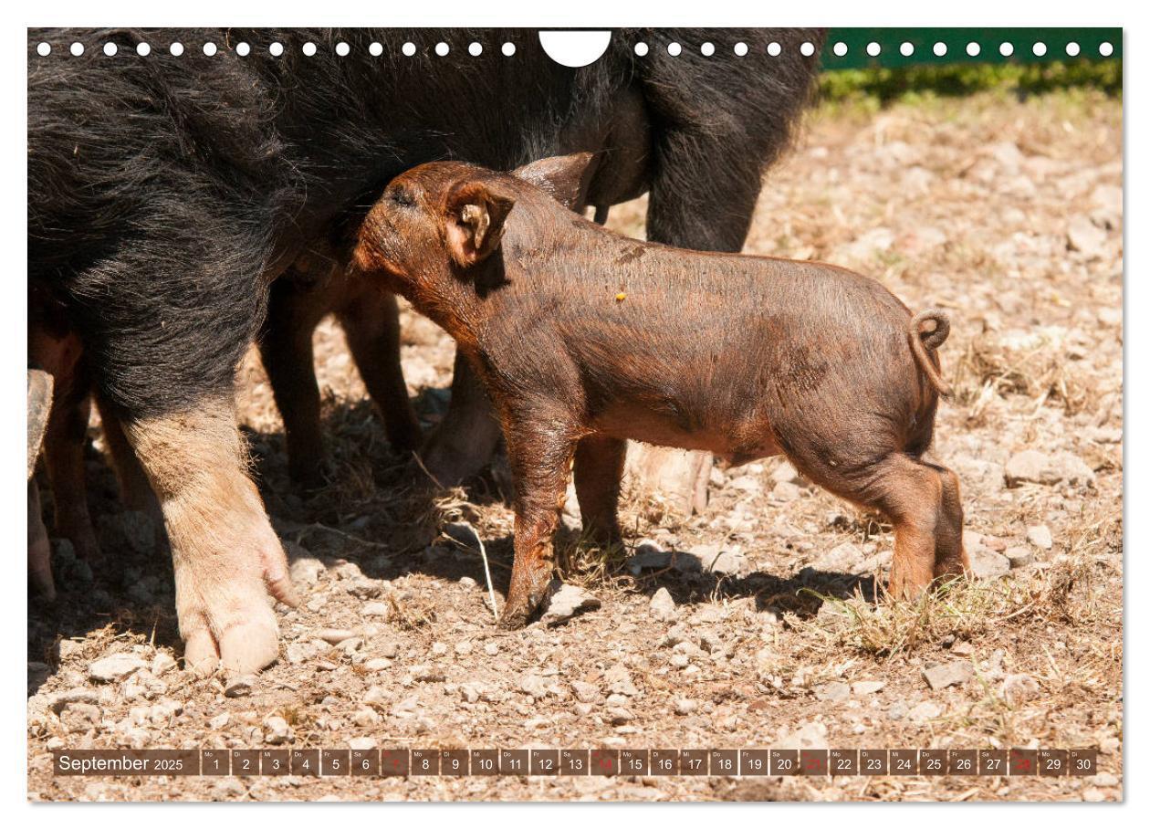 Bild: 9783435196210 | Glückliche Schweine Berkshire-Iberico Ferkel (Wandkalender 2025 DIN...