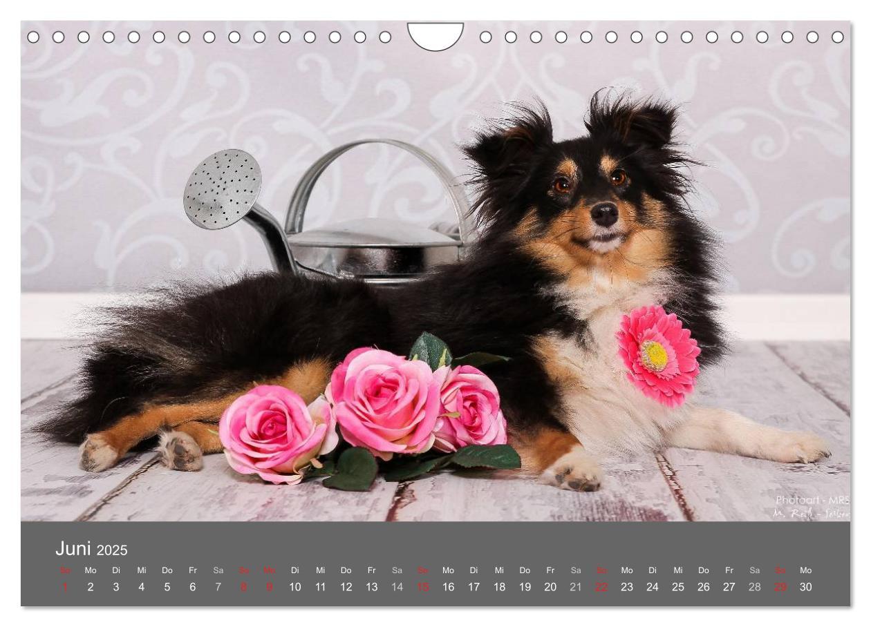 Bild: 9783435732166 | Shelties : Charmeure auf 4 Pfoten (Wandkalender 2025 DIN A4 quer),...