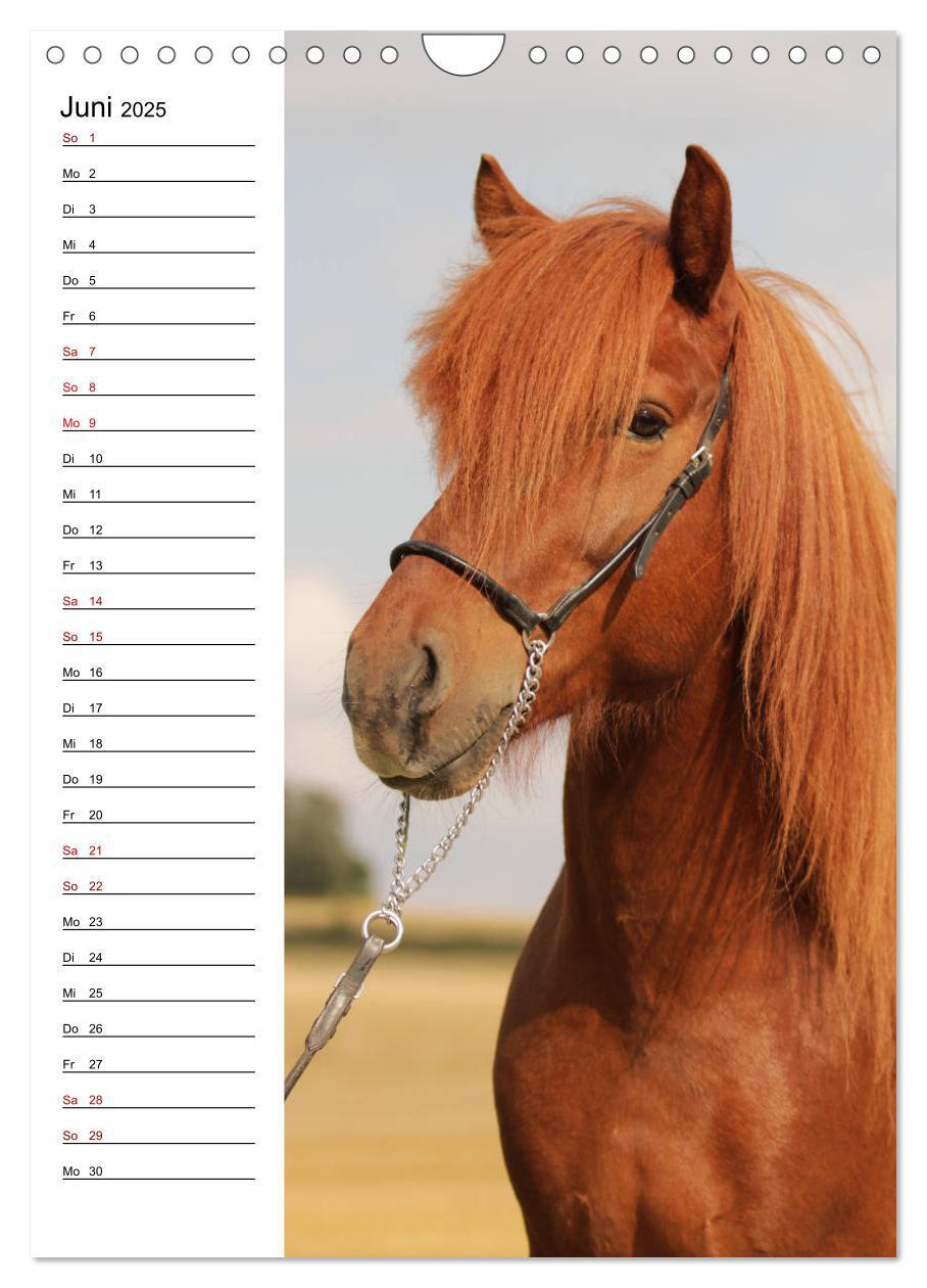 Bild: 9783435974733 | Isländer im Portrait (Wandkalender 2025 DIN A4 hoch), CALVENDO...