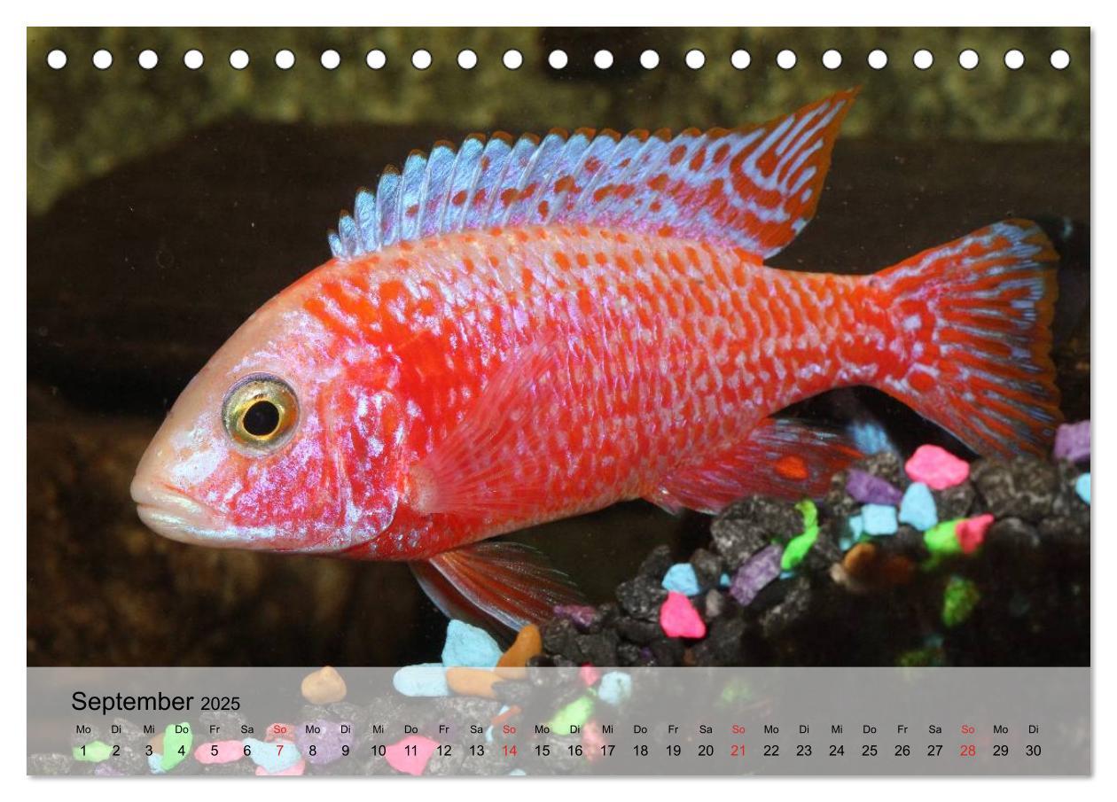 Bild: 9783435589456 | Knallbunte Wasserwelt. Die Welt der Fische (Tischkalender 2025 DIN...