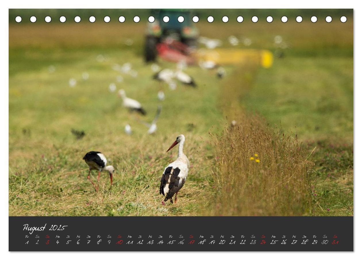 Bild: 9783435491322 | Natur erleben Seewinkel-Neusiedlersee (Tischkalender 2025 DIN A5...