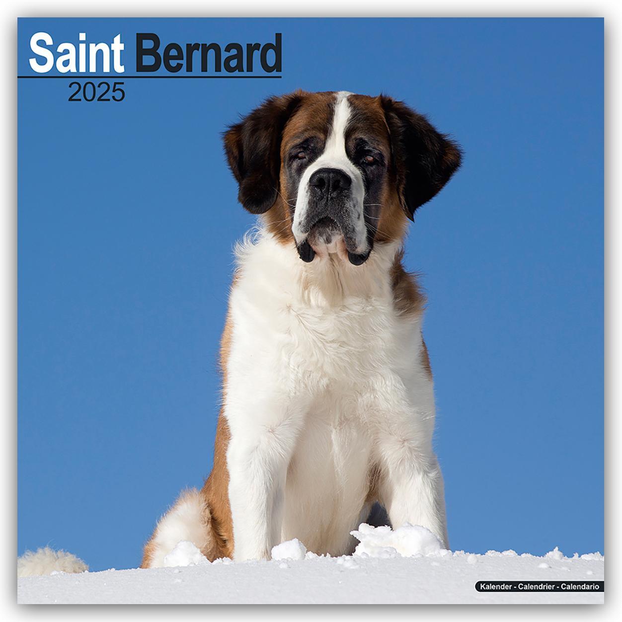 Cover: 9781804603826 | Saint Bernard - Bernhardiner 2025 - 16-Monatskalender | Ltd | Kalender