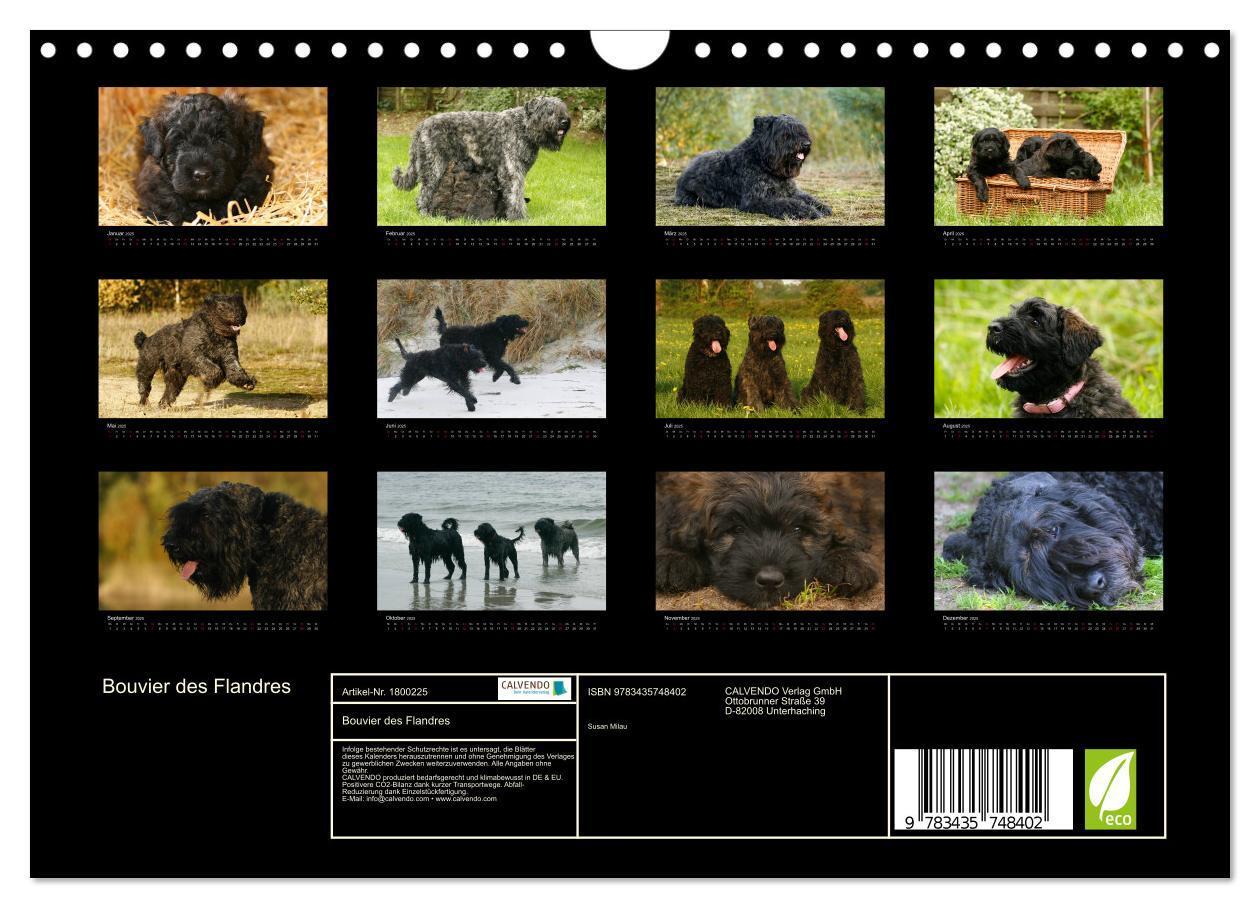 Bild: 9783435748402 | Bouvier des Flandres (Wandkalender 2025 DIN A4 quer), CALVENDO...