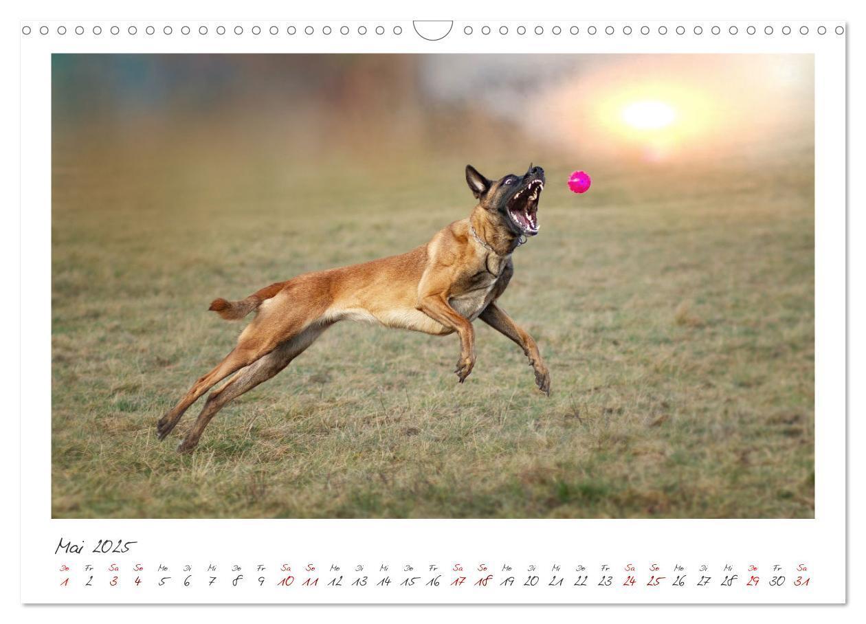 Bild: 9783383798436 | Mit dem Malinois durch das Jahr (Wandkalender 2025 DIN A3 quer),...