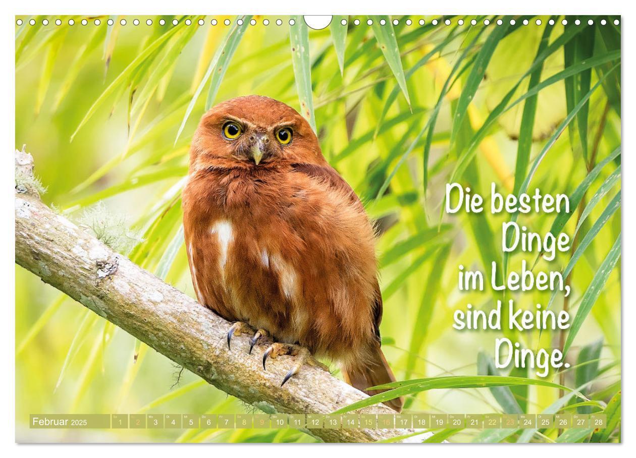 Bild: 9783457179529 | Die Eulen sind los: Edition lustige Tiere (Wandkalender 2025 DIN A3...