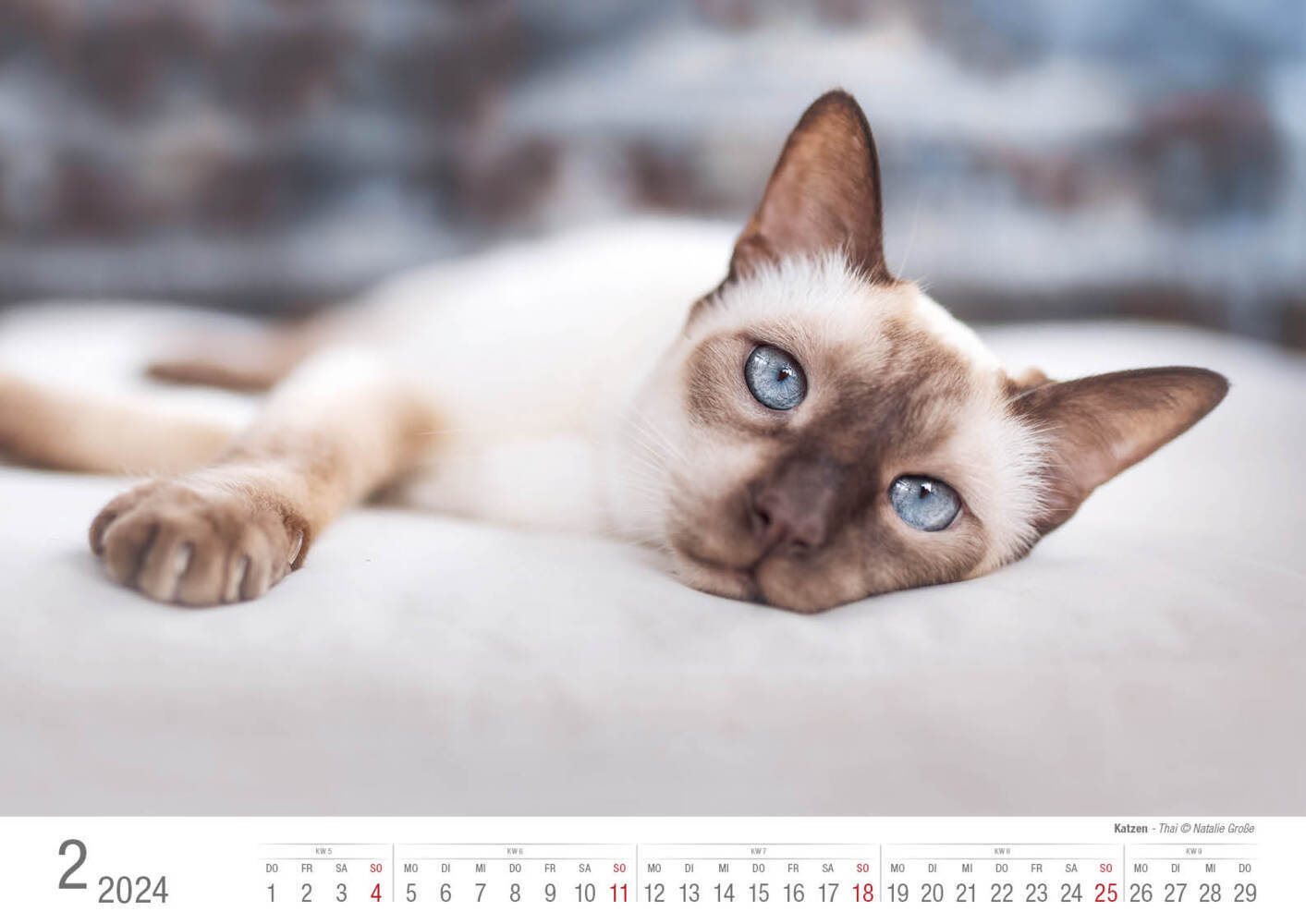 Bild: 9783965352001 | Katzen 2024 Bildkalender A3 quer - Natalie Große | Holger Klaes | 2024