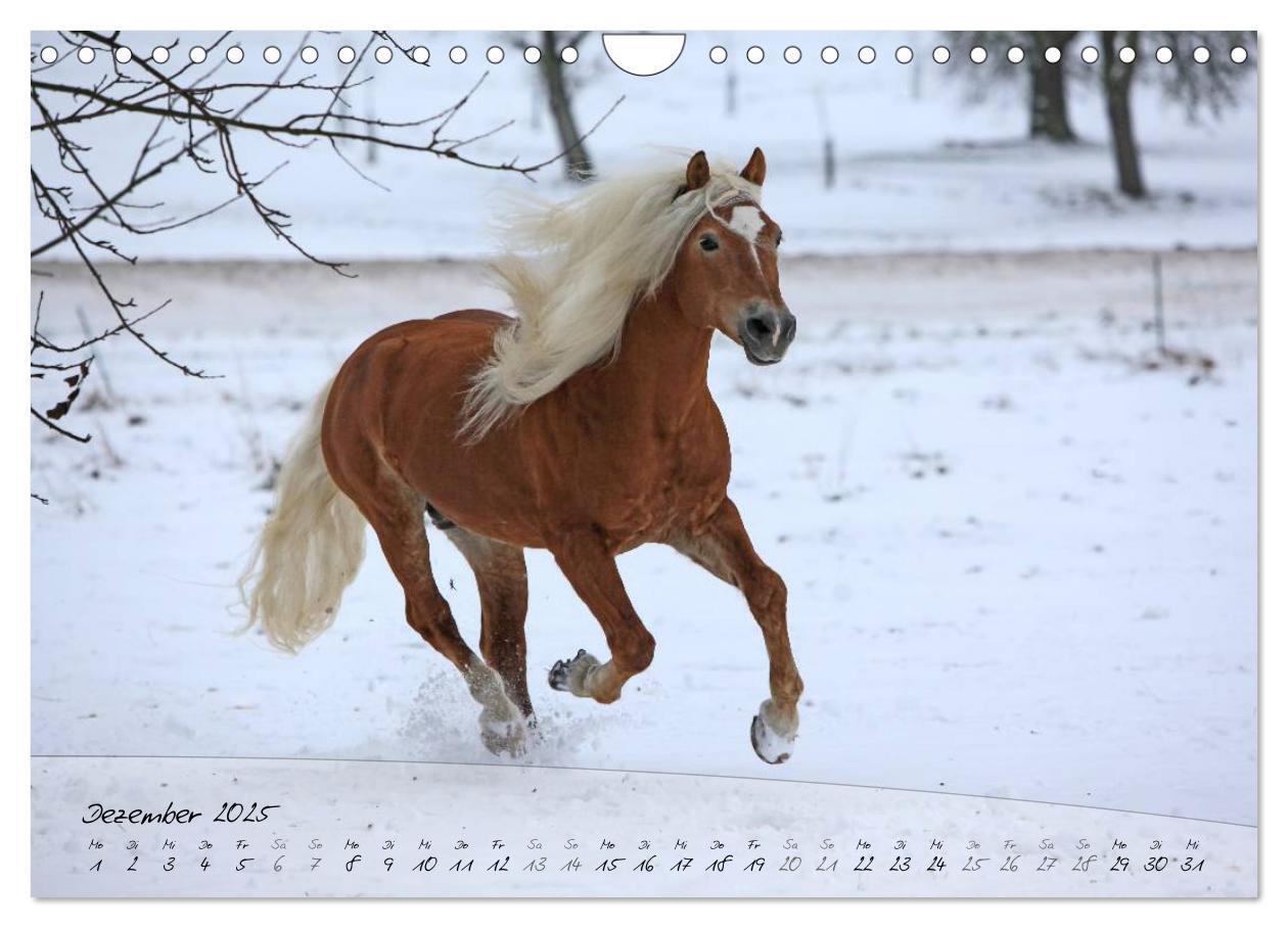 Bild: 9783435505494 | Haflinger-Pferde in Reinzucht (Wandkalender 2025 DIN A4 quer),...