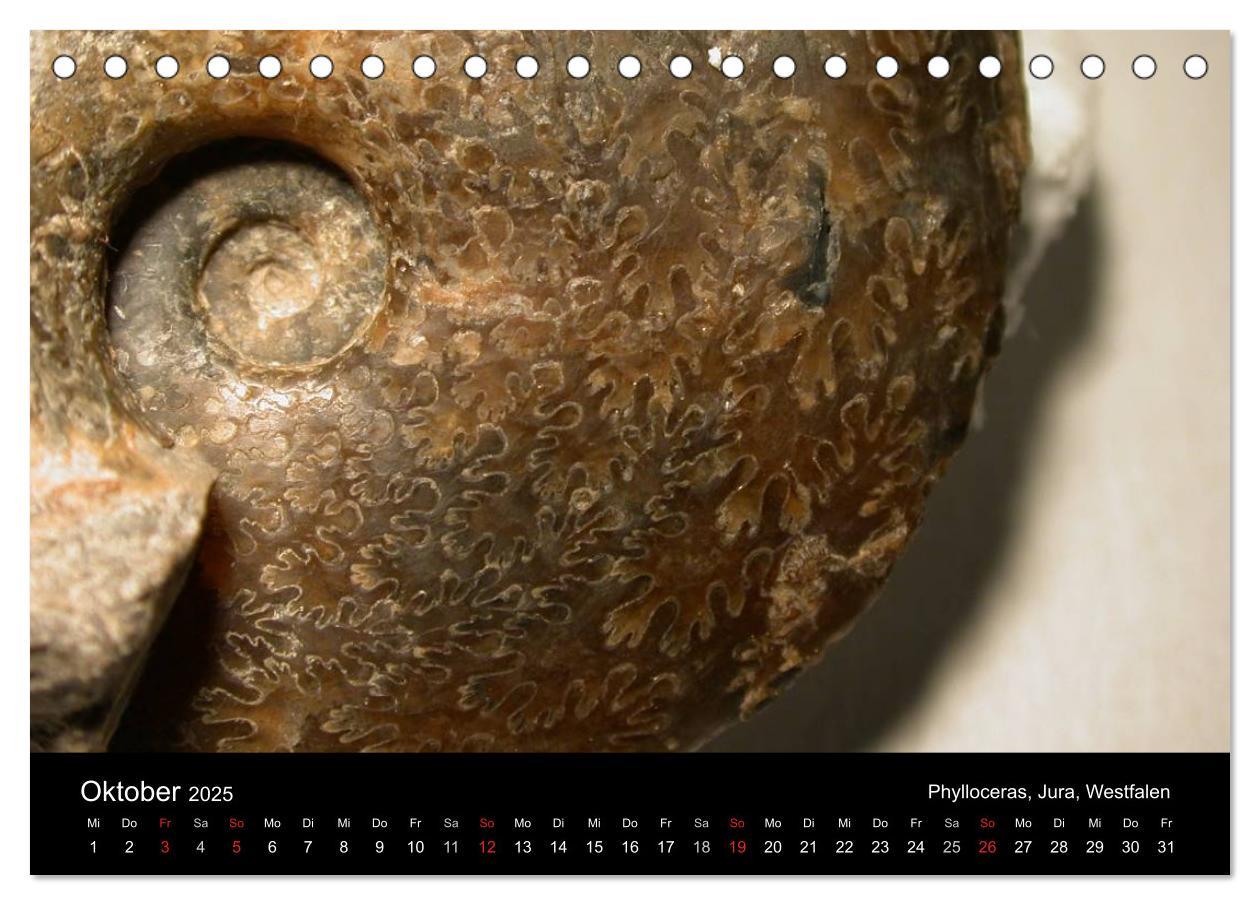 Bild: 9783435770205 | Fossilien - Zeugen der Urzeit (Tischkalender 2025 DIN A5 quer),...