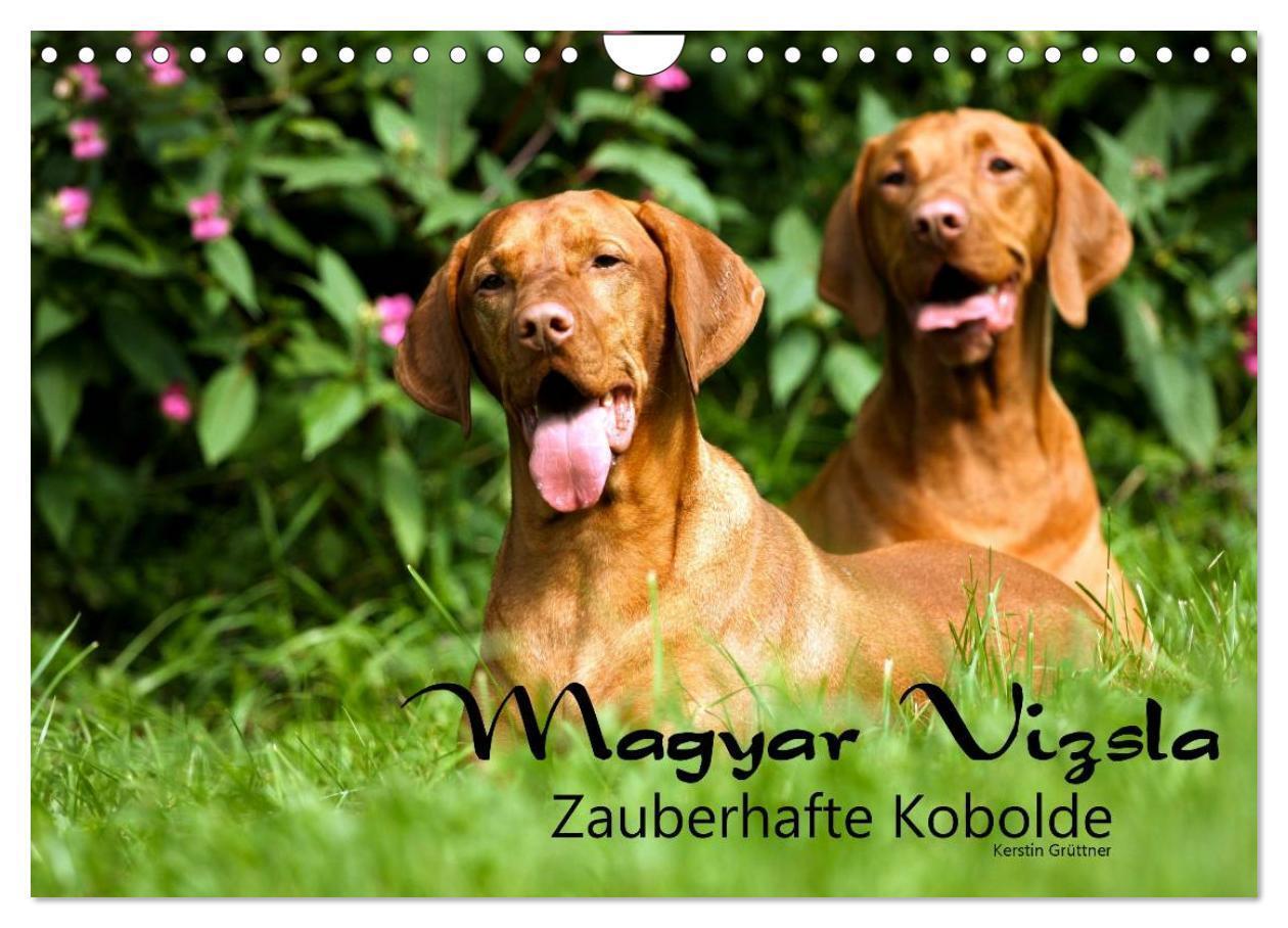 Cover: 9783435518968 | Magyar Vizsla - Zauberhafte Kobolde (Wandkalender 2025 DIN A4...