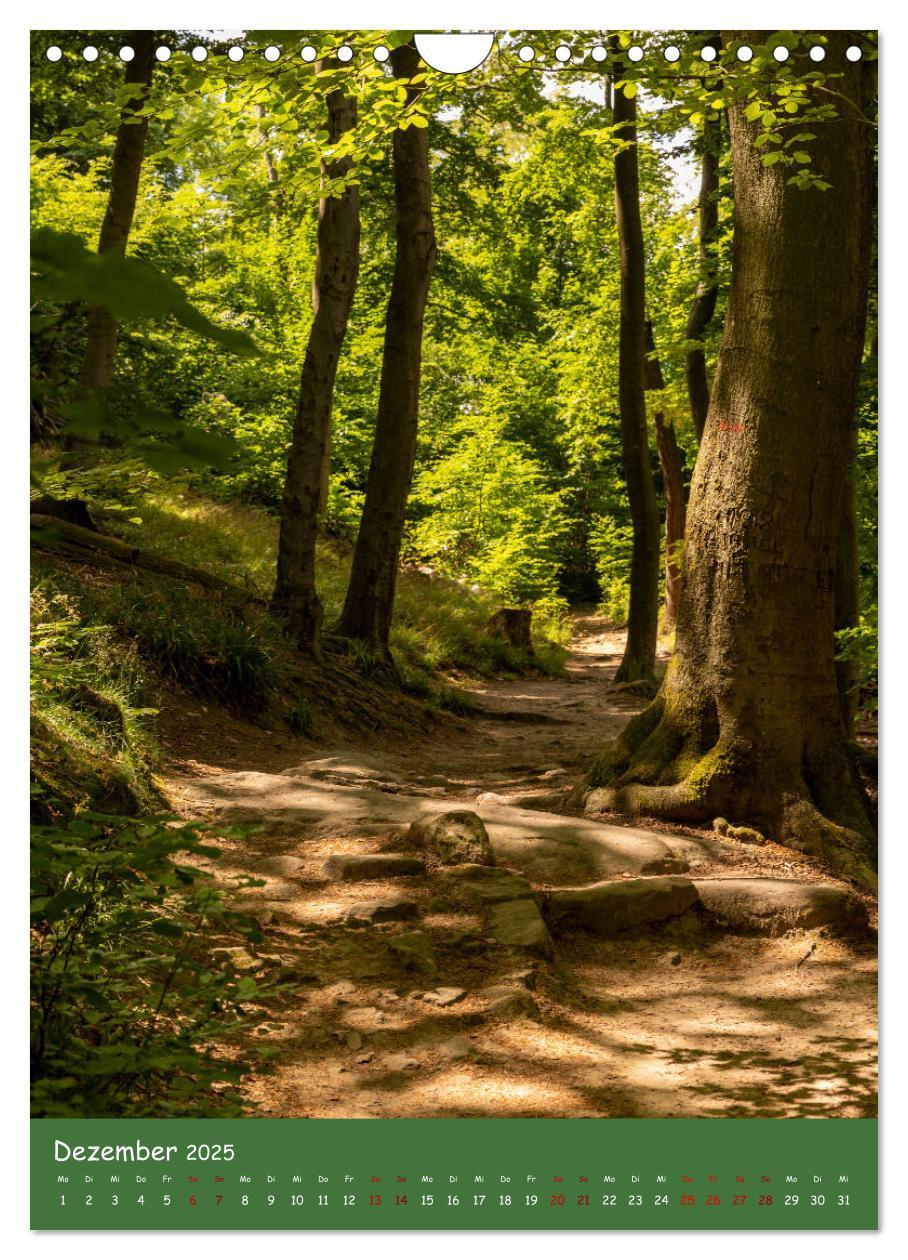 Bild: 9783435862481 | Ich bin dann mal im Wald (Wandkalender 2025 DIN A4 hoch), CALVENDO...